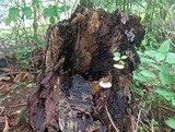 Lepiota besseyi image