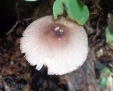 Lepiota besseyi image