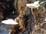 Lepiota besseyi image