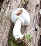 Agaricus silvicola image