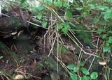 Lepiota besseyi image