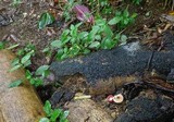 Lepiota besseyi image