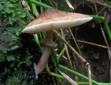 Lepiota besseyi image