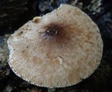 Lepiota besseyi image
