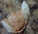 Lepiota besseyi image