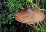 Lepiota besseyi image