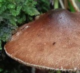 Lepiota besseyi image