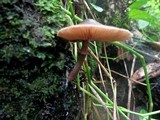 Lepiota besseyi image