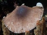 Lepiota besseyi image