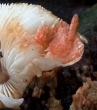 Lepiota besseyi image