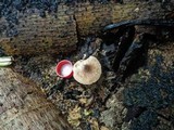 Lepiota besseyi image
