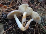 Russula puellaris image