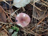 Russula puellaris image