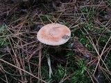 Lactarius vinaceorufescens image