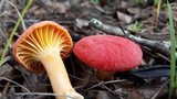 Cantharellus platyphyllus image