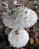 Amanita veldiei image