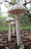 Amanita veldiei image
