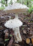 Amanita veldiei image