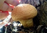 Gymnopilus ventricosus image