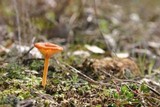 Loreleia marchantiae image