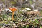 Loreleia marchantiae image