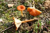 Loreleia marchantiae image