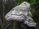 Fomes inzengae image