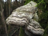 Fomes inzengae image