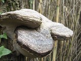 Fomes inzengae image