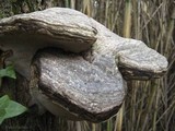 Fomes inzengae image