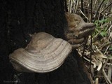 Fomes inzengae image