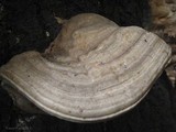 Fomes inzengae image