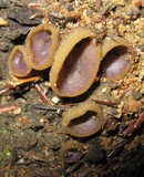 Peziza violacea image
