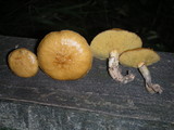 Suillus acidus image