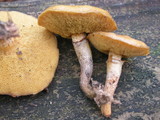 Suillus acidus image