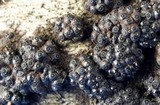 Annulohypoxylon nitens image