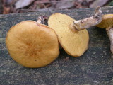 Suillus acidus image