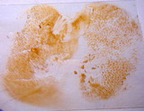 Suillus acidus image