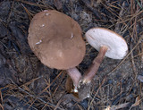 Tylopilus violatinctus image