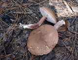 Tylopilus violatinctus image