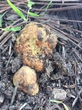 Rhizopogon occidentalis image