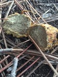 Rhizopogon occidentalis image