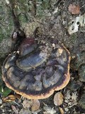 Ganoderma polychromum image