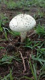 Amanita foetidissima image