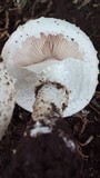 Amanita foetidissima image
