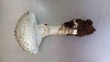 Amanita foetidissima image