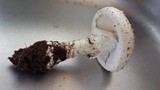 Amanita foetidissima image