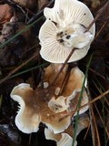 Hygrophorus roseobrunneus image