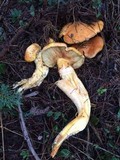 Gymnopilus ventricosus image