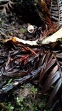 Gymnopus quercophilus image